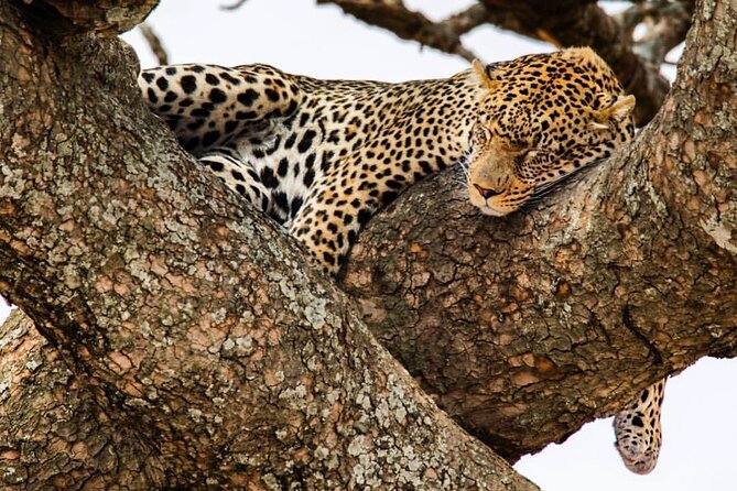6-Day Private midrange Tour in Arusha with Airport Pickup - Key highlights at a glance