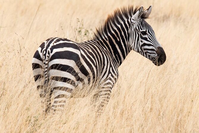 6-Day Private midrange Tour in Arusha with Airport Pickup - Private 4x4 pick-up and a guide who actually drives the hunt
