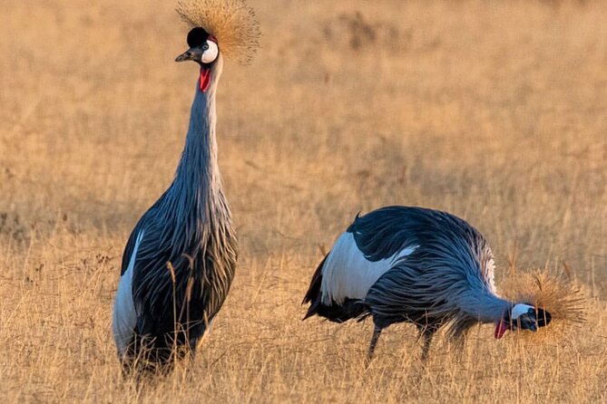 6-Day Private midrange Tour in Arusha with Airport Pickup - Day 6 Ngorongoro Conservation Area: over 600 meters down for dense wildlife