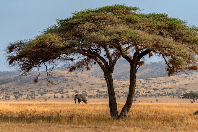 6-Day Private midrange Tour in Arusha with Airport Pickup - Price and value: is $3,400 per person fair for this many parks?