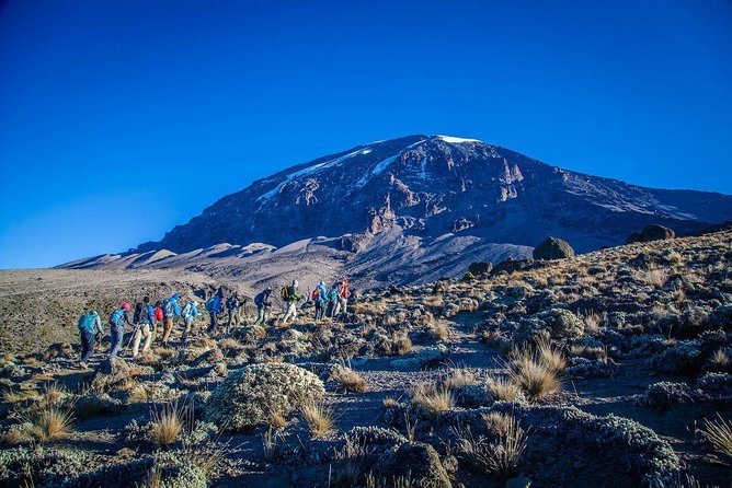 6-Day Rongai Route Trek in Mount Kilimanjaro - Getting started in Moshi: transfer to Rongai Gate and a forest-rich first day