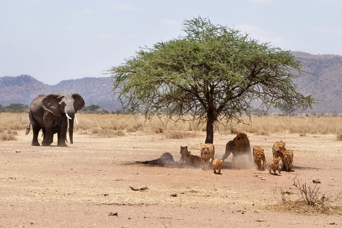 6-Day Serengeti Migration: Private Safari with Mid-range Luxury - Tarangire National Park: baobabs, river wildlife, and that elephant-family feeling