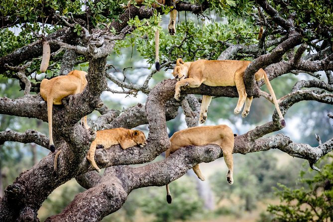 6-Day Serengeti Migration: Private Safari with Mid-range Luxury - The route to Serengeti via Ngorongoro highlands and Lake Manyara