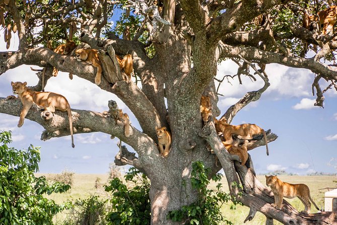 6-Day Serengeti Migration: Private Safari with Mid-range Luxury - Serengeti Day 2 and Day 3: predators, Seronera Valley time, and picnic lunch inside the park