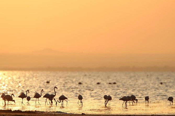 6-Day Serengeti Migration: Private Safari with Mid-range Luxury - A full day in Serengeti: slow scouting for behavior, not just speed