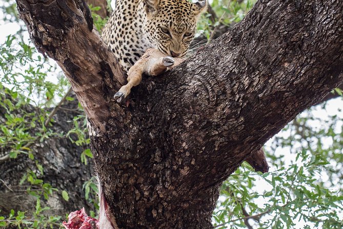 6-Day Serengeti Migration: Private Safari with Mid-range Luxury - Sunrise in Serengeti, then Ngorongoro: the night-to-day contrast