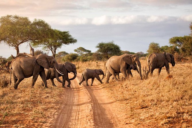 6-Day Serengeti Migration: Private Safari with Mid-range Luxury - Day 0 in Arusha: briefing night and the value of arriving calm