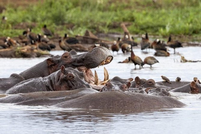 6 Day Serengeti wildebeest migration Camping Safari - Lake Manyara and Mto wa Mbu: Rift Valley scenes, Maasai culture, and a Lake Natron flamingo glow
