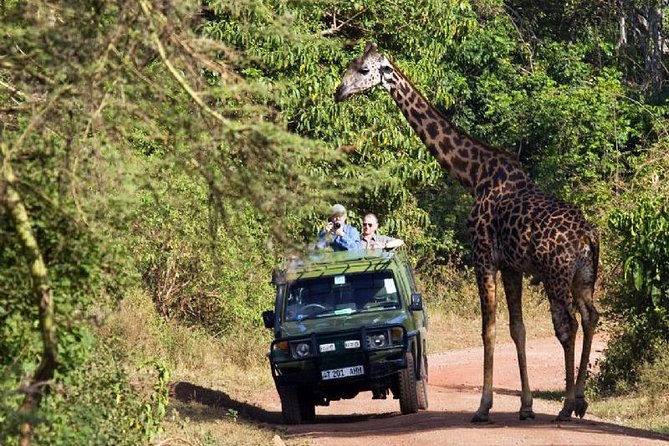 6 Day Serengeti wildebeest migration Camping Safari - Serengeti National Park game drives: endless plains, migration timing, and predator follow