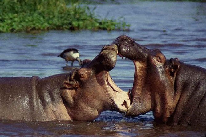 6 Day Serengeti wildebeest migration Camping Safari - Ngorongoro Crater: big concentration wildlife, a crater-edge night, and a morning descent
