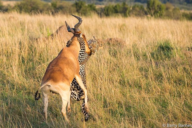 6 Day Serengeti wildebeest migration Camping Safari - Who this safari suits best, and who should think twice