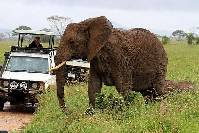 6-Day Tanzania Camping Safari: Lake Manyara, Serengeti, Ngorongoro Cater and Tarangire National Park from Arusha - Day 4 Ngorongoro Crater Rim: early timing and a long day of driving