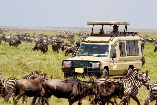 6-Day Tanzania Camping Safari: Lake Manyara, Serengeti, Ngorongoro Cater and Tarangire National Park from Arusha - Day 6 back to Arusha: one more game drive and a hotel drop-off