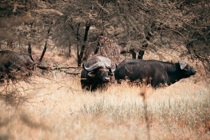 6-Day Tanzania Safari Experience – Midrange - How This 6-Day Northern Circuit Keeps You Moving (Without Wasting Days)