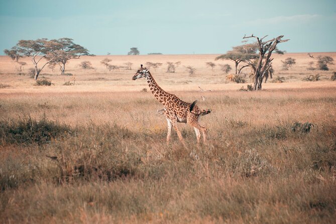 6-Day Tanzania Safari Experience – Midrange - Day 3 Serengeti: Acacia Camp and the Big Five Reality
