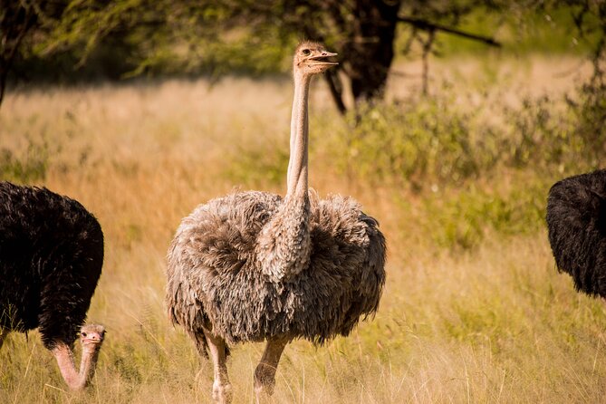 6-Day Tanzania Safari Experience – Midrange - Day 4 Serengeti Morning Drive at 08:00, Then Ngorongoro Crater Time