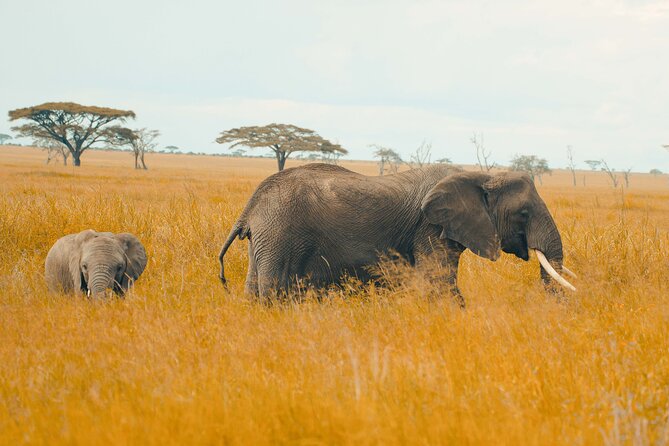 6-Day Tanzania Safari Experience – Midrange - Day 5 Ngorongoro Crater Descent: Rhinos, Lions, Hippos, and Birds