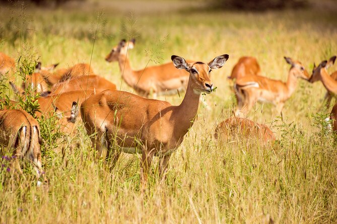 6-Day Tanzania Safari Experience – Midrange - What the Best Guides Tend to Do (And Why It Shows Up in Real Reviews)