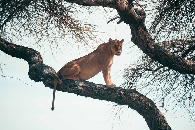 6-Day Tanzania Safari Experience – Midrange - What You Really Get for the $1,300 Midrange Price
