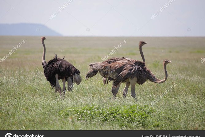 6 Day Tanzania Wildlife Mid range Safari - Days 3 and 4 Serengeti National Park: Seronera Base and the Migration Hunt