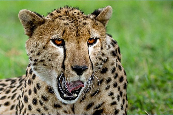6 Day Tanzania Wildlife Mid range Safari - Day 6 Ngorongoro Crater: 600+ Meter Descent and Lake Magadi Views