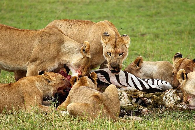 6 Day Tanzania Wildlife Mid range Safari - Lodges, Meals, and Mid-Range Comfort That Actually Matters