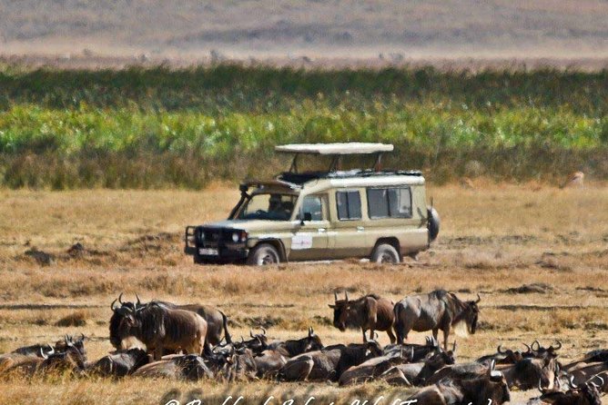 6 Day Tanzania Wildlife Mid range Safari - Your Guide and Group Size: Why Max 6 Changes the Feel