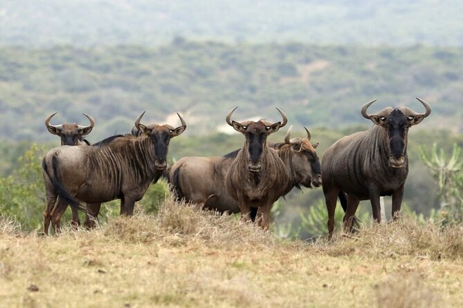 6-Day Unforgettable Tour in Tanzania - Price and Value: What $1,200 Really Buys (Plus What It Does Not)
