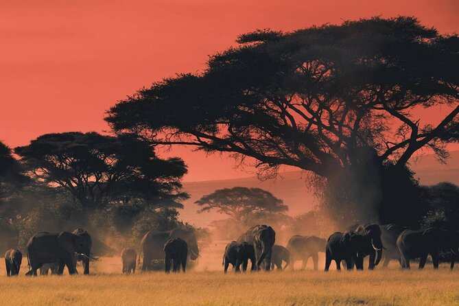 6-Day Unforgettable Tour in Tanzania - Camp Life, Guides, and Why Food Is Not a Small Detail