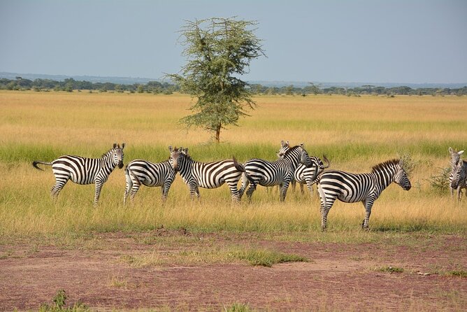 6-Day Unforgettable Tour in Tanzania - Sunrise Serengeti: Predators First, Then a Proper Afternoon Push