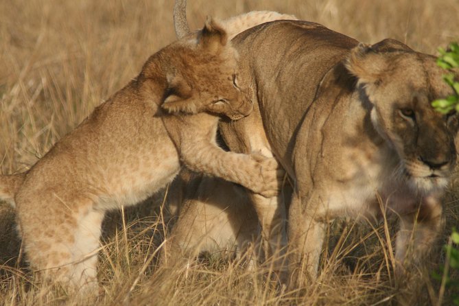 6 Days 5 Night Safari - Getting Started in Moshi, and What to Expect on Day 1