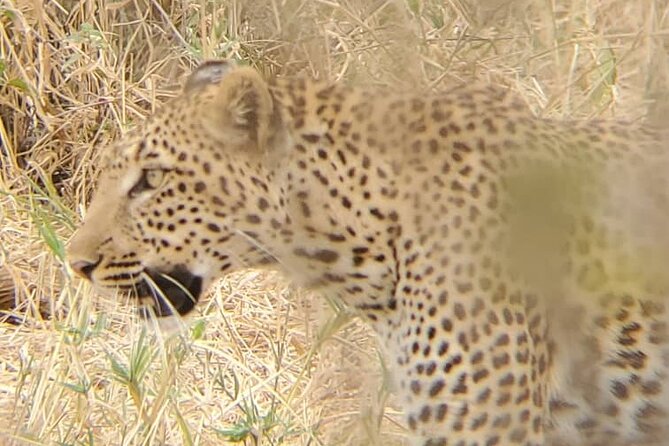 6 Days 5 Night Safari - Day 3 Serengeti: The Migration Story You Can Actually See