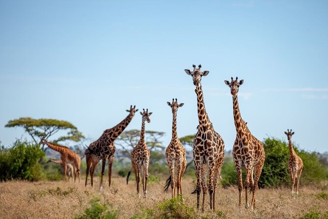6 Days 5 Night Safari - Day 4 Olduvai Gorge and Ngorongoro Rim: Human Origins Meets Geology
