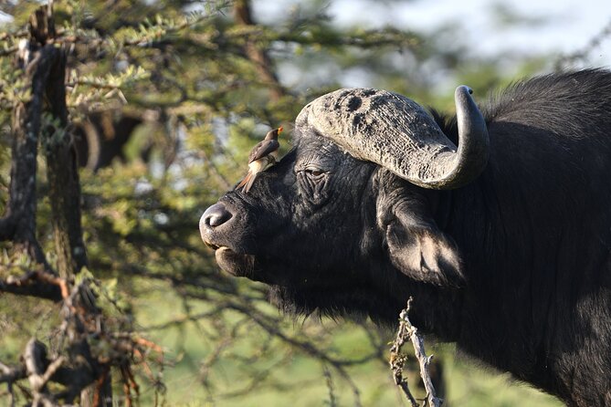 6 Days 5 Night Safari - Value and What You Really Pay For (Not Just the Sticker Price)