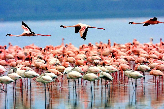 6 Days 5 Nights lodge safari Tarangire, Manyara, Serengeti & Ngorongoro Crater - Day 4 in Serengeti: full-day drives and the balloon safari add-on