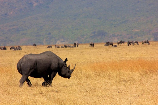 6 Days 5 Nights lodge safari Tarangire, Manyara, Serengeti & Ngorongoro Crater - Day 6 Ngorongoro Crater: early descent and a picnic near the hippo lake
