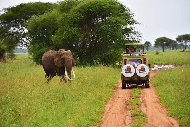 6 days 5 nights safari Ngorongoro, Serengeti and Tarangire National Parks - Day 5: Conservation-area mornings, more Serengeti time, and Ang’ata Tented Camp