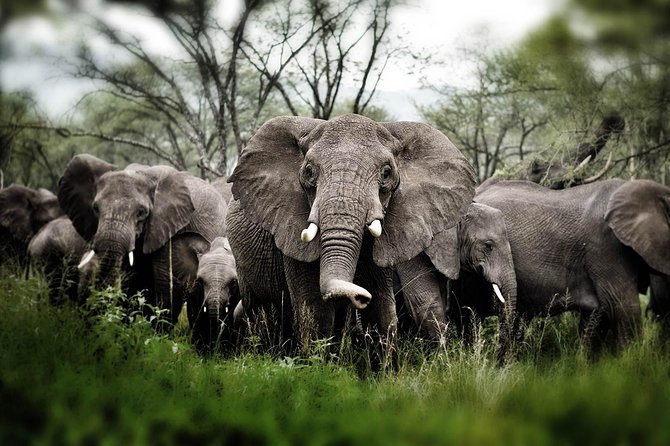6 days 5 nights safari Ngorongoro, Serengeti and Tarangire National Parks - Day 6 Ngorongoro Crater: the big payoff with a full 6-hour drive