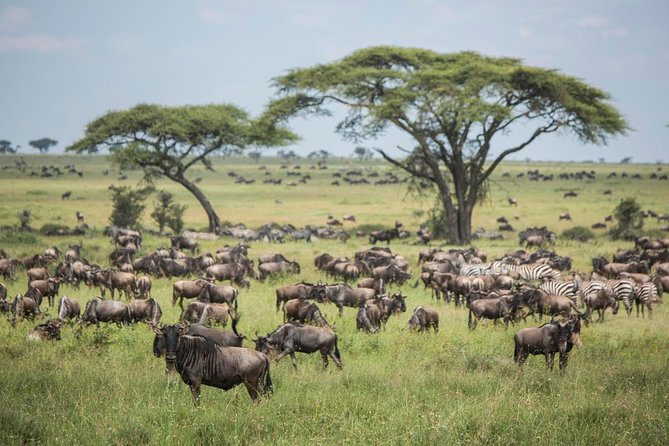 6 days 5 nights safari Ngorongoro, Serengeti and Tarangire National Parks - Day 2 Tarangire National Park: elephants, picnic timing, and a lodge outside the park