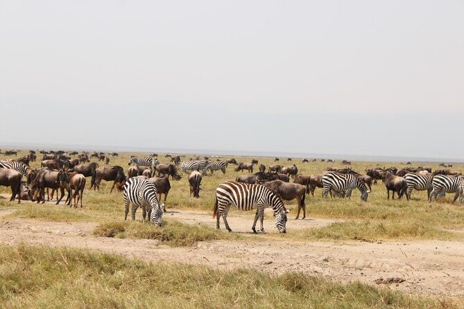 6 Days Adventure Towards Serengeti, Ngorongoro and Tarangire - Serengeti game drives: Big Five odds and Great Migration timing