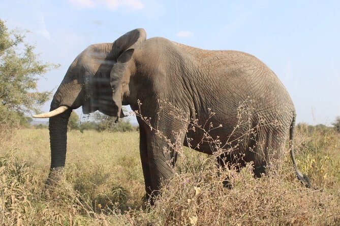 6 Days Adventure Towards Serengeti, Ngorongoro and Tarangire - Ngorongoro Crater day: the UNESCO caldera where sightings stack fast