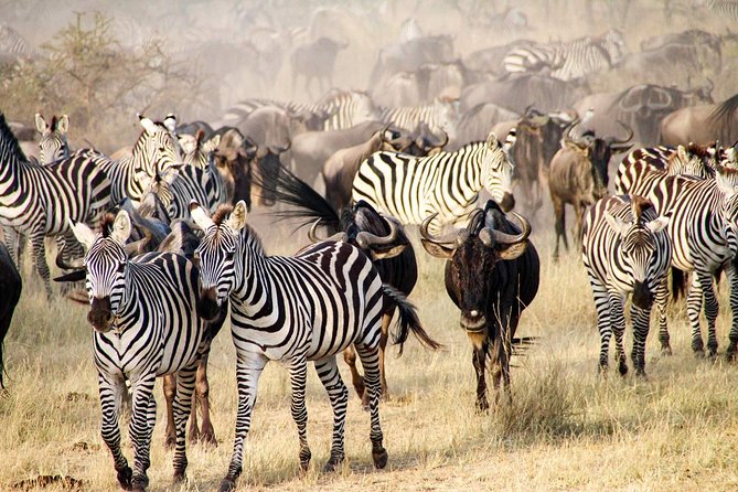 6 Days best adventure kilimanjaro ,Tarangire ,Serengeti &Ngorongoro crater - Day 3: sunrise in central Serengeti, then Ngorongoro rim at night