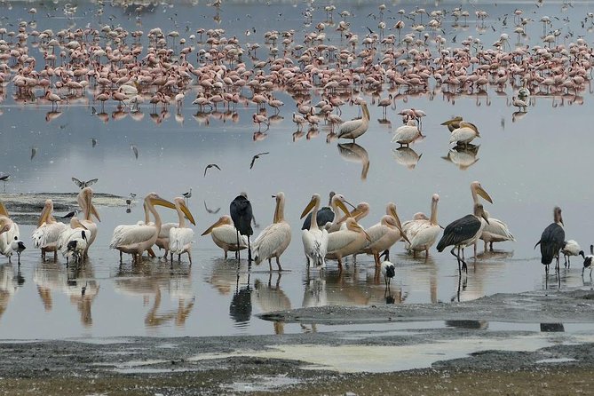 6 Days best adventure kilimanjaro ,Tarangire ,Serengeti &Ngorongoro crater - Day 5: Tarangire elephants and classic savanna variety