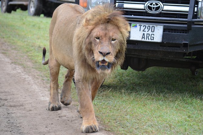 6 Days best adventure kilimanjaro ,Tarangire ,Serengeti &Ngorongoro crater - Day 6: Materuni waterfalls, Chagga village lunch, and Chemka hot springs