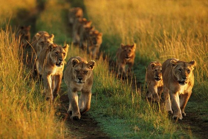 6 Days best adventure kilimanjaro ,Tarangire ,Serengeti &Ngorongoro crater - Price and what $1,325 actually buys you