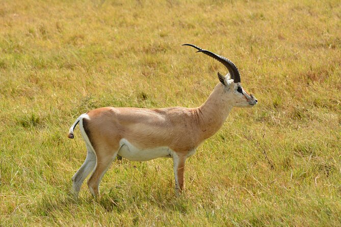 6 Days Big Five Tanzania Safari - Day 1: Kilimanjaro Airport Pickup to Arusha Lodging and Dinner