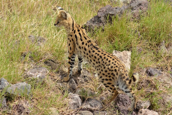 6 Days Big Five Tanzania Safari - Day 3: Serengeti Entrance, Ngorongoro Conservation Area Pass, and Afternoon Game Drives