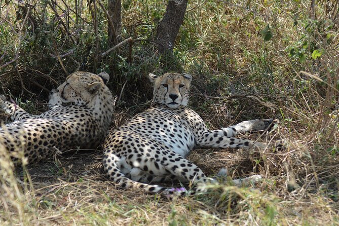 6 Days Big Five Tanzania Safari - Day 4: Second Serengeti Day, Kopjes Boulders, and Optional Balloon Safari