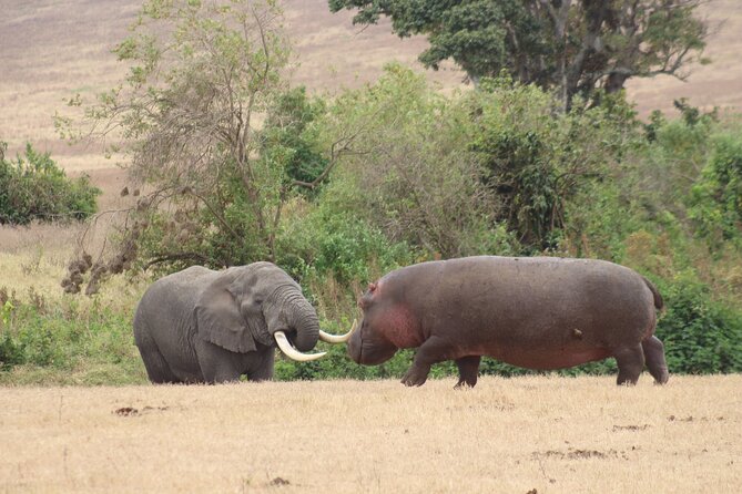 6 Days Big Five Tanzania Safari - Day 5: Ngorongoro Crater Descent, Big Five Targets, and Lake Magadi Flamingos