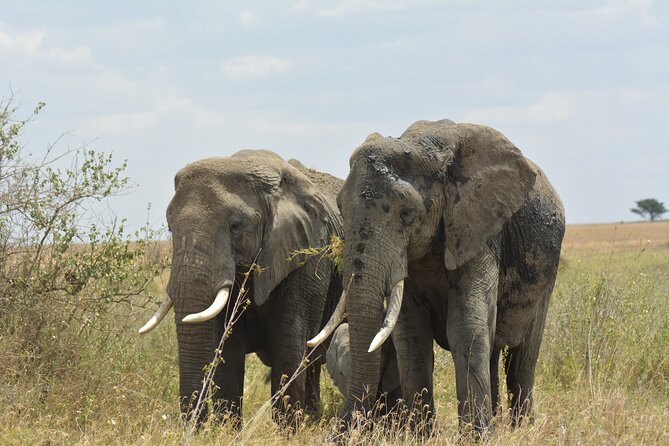 6 Days Big Five Tanzania Safari - Price and What Makes This Safari Feel Like Value